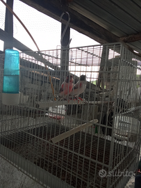 Canarini arlecchino portoghese