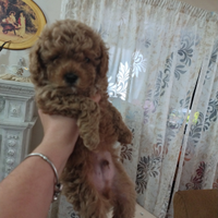 Barboncino Toy