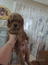 Barboncino Toy