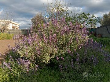 Giardiniere e manutenzione del verde