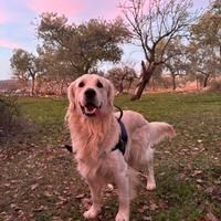 Stallone Maschio Golden Retriever