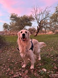 Stallone Maschio Golden Retriever