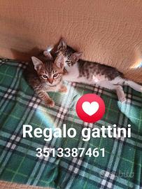 Gattini