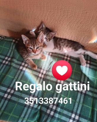 Gattini