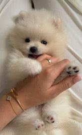 VOLPINO SPITZ di POMERANIA CUCCIOLI pag rateale