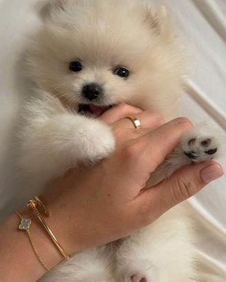VOLPINO SPITZ di POMERANIA CUCCIOLI pag rateale