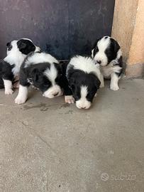 Border collie maschi con pedigree