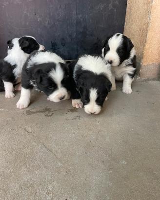 Border collie maschi con pedigree
