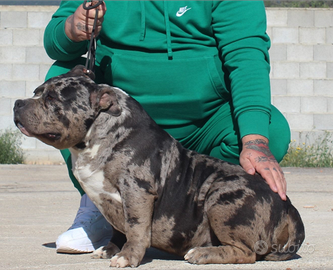 American bully poket