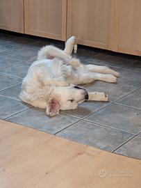 Piastrelle Gres porcellanato PRIMA scelta!