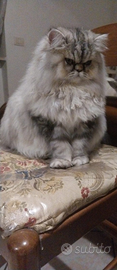 Gatta persiana