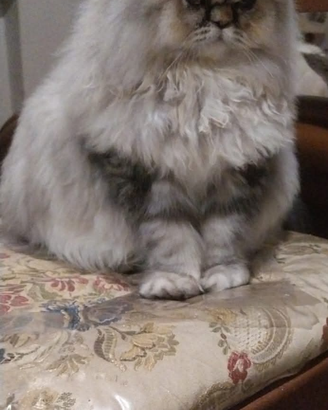 Gatta persiana