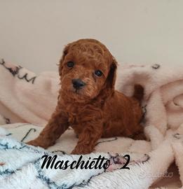 Cuccioli barboncino