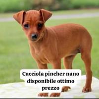 Cucciola pincher nano