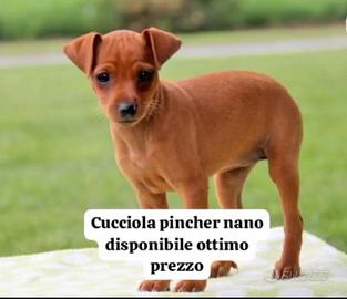 Cucciola pincher nano