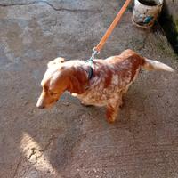 Cane setter inglese