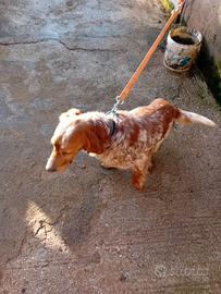 Cane setter inglese