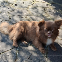 Cani di piccola taglia