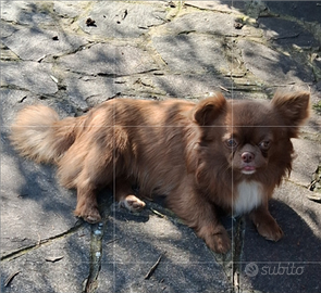 Cani di piccola taglia