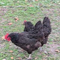 Australorp