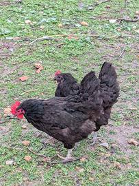 Australorp