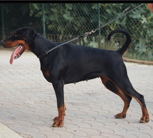 Dobermann Cuccioli in Prenotazione