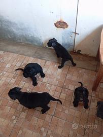 cuccioli cani corso