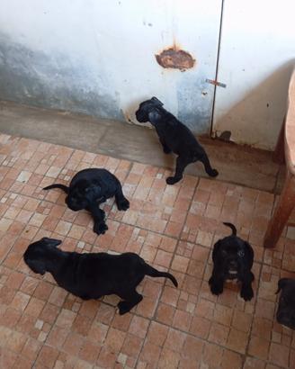 cuccioli cani corso