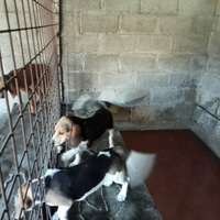 Cuccioli bigol