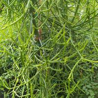 Pianta ornamentale (Euphorbia Tirucalli)