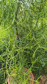 Pianta ornamentale (Euphorbia Tirucalli)