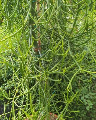 Pianta ornamentale (Euphorbia Tirucalli)