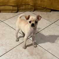 Cuccioli chihuahua