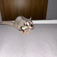 Petauro dello zucchero