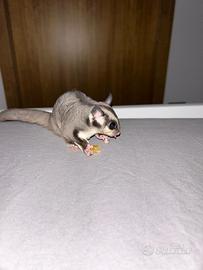 Petauro dello zucchero