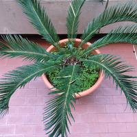 pianta cycas