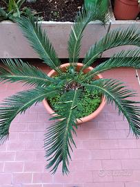 pianta cycas
