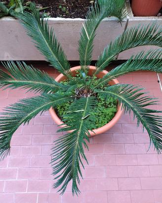 pianta cycas