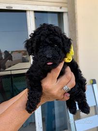 3 cuccioli barboncino toy silver