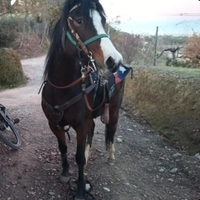 Cavalla araba di 6 anni