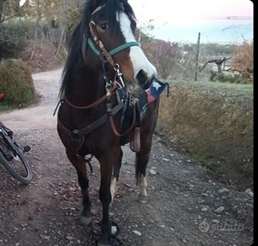 Cavalla araba di 6 anni