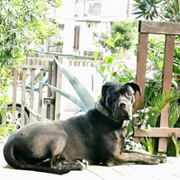 Cane corso femmina