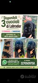 Cuccioli di Labrador