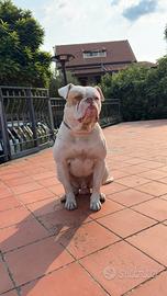 Bulldog americano da monta