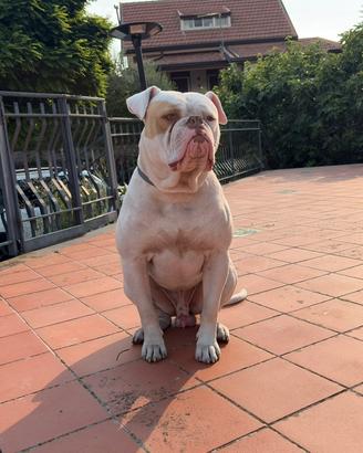 Bulldog americano da monta