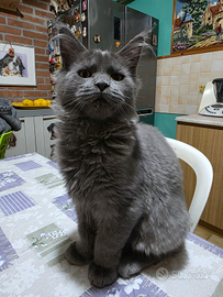 Cucciola Maine Coon