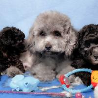 Barboncino nano toy grigio silver