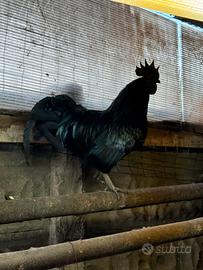 Gallo cemani puro