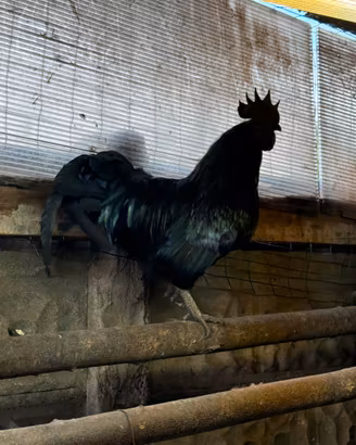 Gallo cemani puro