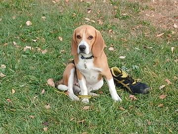 Beagle